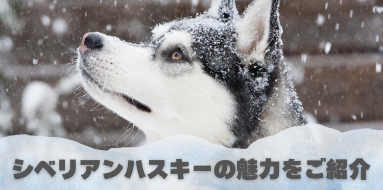 シベリアンハスキーの魅力をご紹介